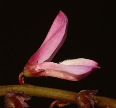 Indigofera brendae