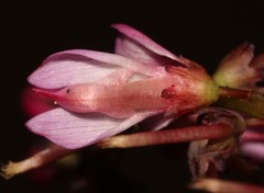 Indigofera brendae