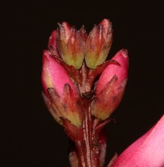 Indigofera brendae