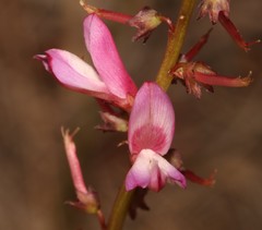 Indigofera brendae