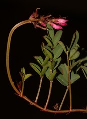 Indigofera brendae