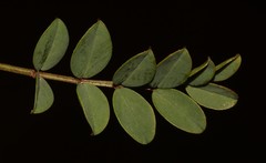 Indigofera brendae