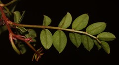Indigofera brendae