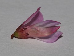Indigofera brendae