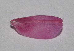 Indigofera brendae