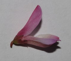 Indigofera brendae