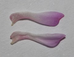 Indigofera brendae
