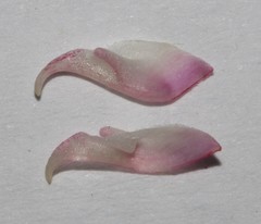 Indigofera brendae