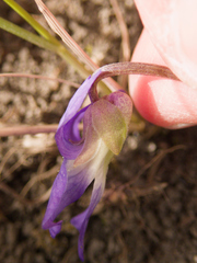 Viola septentrionalis, photograph (c) Mary Krieger, some rights reserved (CC BY)