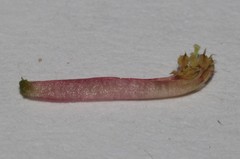 Indigofera brendae