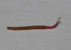 Indigofera brendae