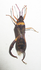 Tupalus fasciatus