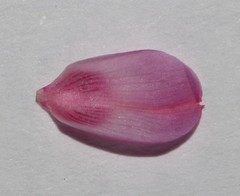 Indigofera brendae