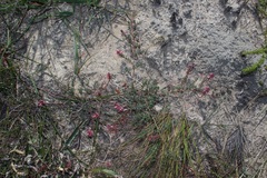 Indigofera brendae