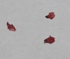 Indigofera brendae