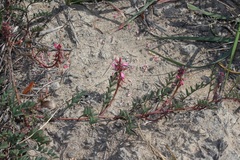 Indigofera brendae