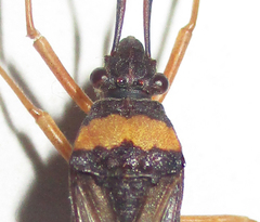 Tupalus fasciatus