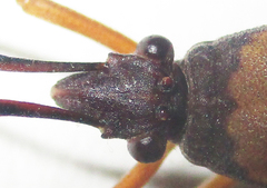 Tupalus fasciatus