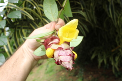 Gmelina philippensis