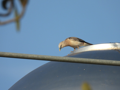 Chestnut-tailed Starling (Sturnia malabarica), photo 5