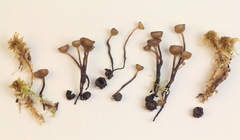 Monilinia oxycocci