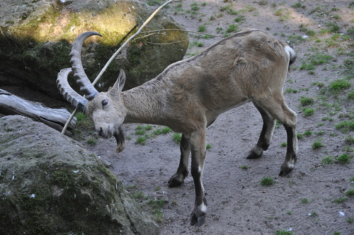 Siberian Ibex