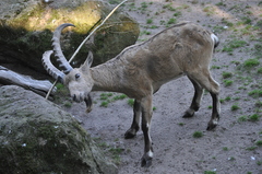 Siberian Ibex photo 2