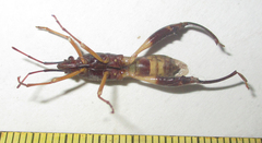 Tupalus fasciatus