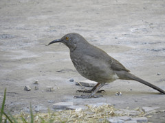 Toxostoma curvirostre