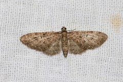 Eupithecia abbreviata