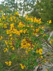 Hippocrepis emerus emerus