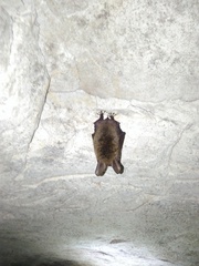 Myotis bechsteinii