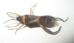 Tupalus fasciatus