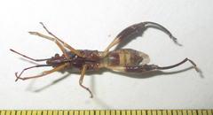 Tupalus fasciatus