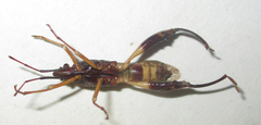 Tupalus fasciatus