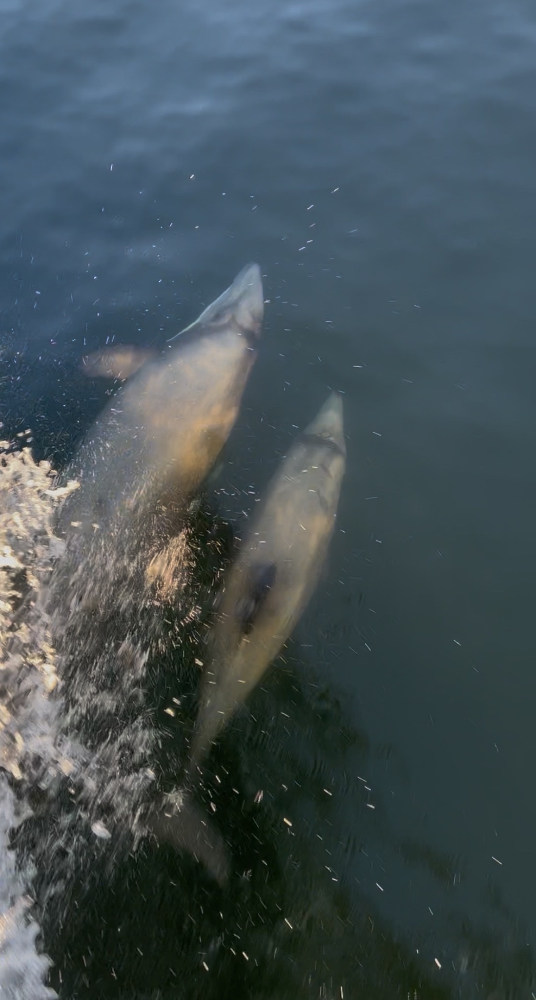 Cephalorhynchus eutropia