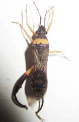 Tupalus fasciatus