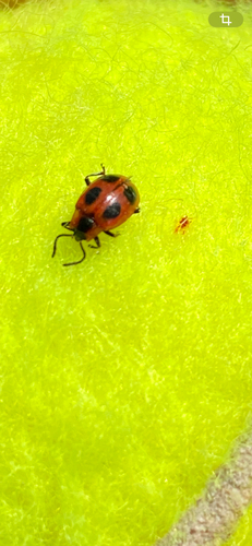 False Ladybird