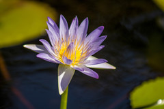 Nymphaea nouchali caerulea