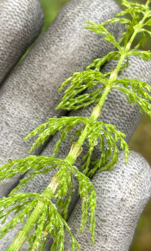 wood horsetail
