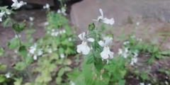 Nemesia rupicola
