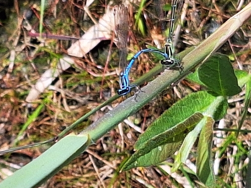 Azure Damselfly