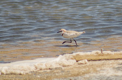 Charadrius pallidus