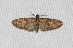 Eupithecia abbreviata