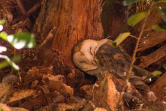 Tyto alba poensis