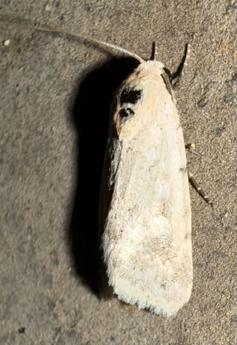 Leucocnemis perfundis