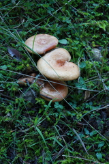 Lactarius salmonicolor