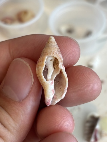 Pisania pusio, 2026-05-22