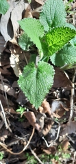 Stachydeae