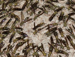 Polybia fastidiosuscula